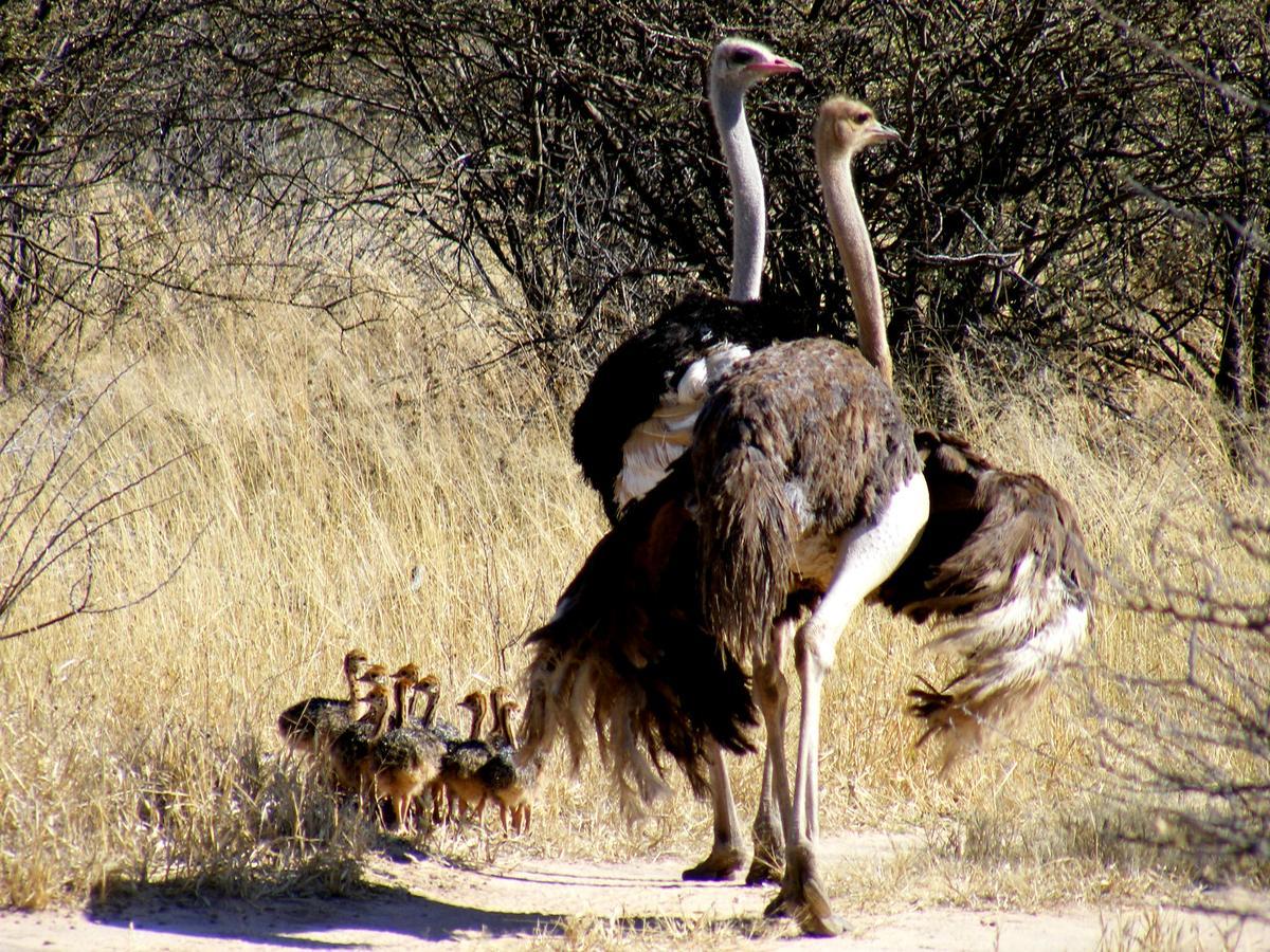 Вилла Waterberg Wilderness - One Namibia Экстерьер фото