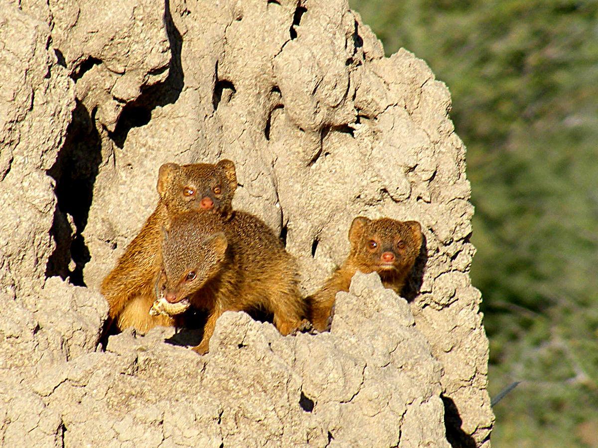 Вилла Waterberg Wilderness - One Namibia Номер фото